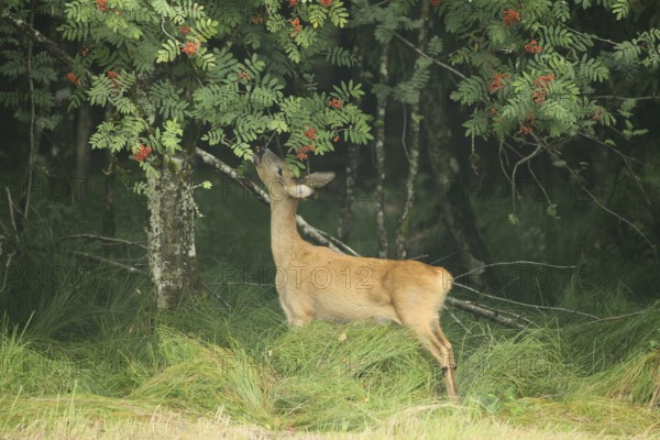 Roe deer (Capreolus capreolus) doe nibbling leaves and red berries of rowan (Sorbus aucuparia) Allgäu, Bavaria, Germany, Allgäu, Bavaria, Germany