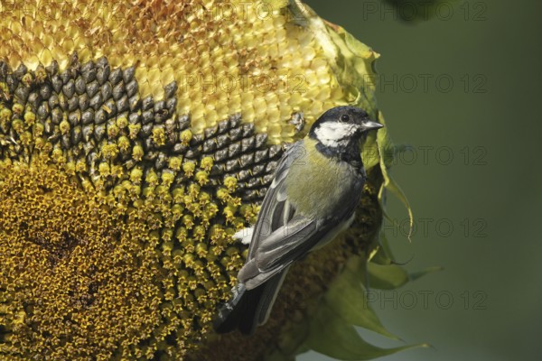 Great tit (Parus major) on the ripe seeds of a sunflower (Helianthus annuus) Allgäu, Bavaria, Germany, Allgäu, Bavaria, Germany