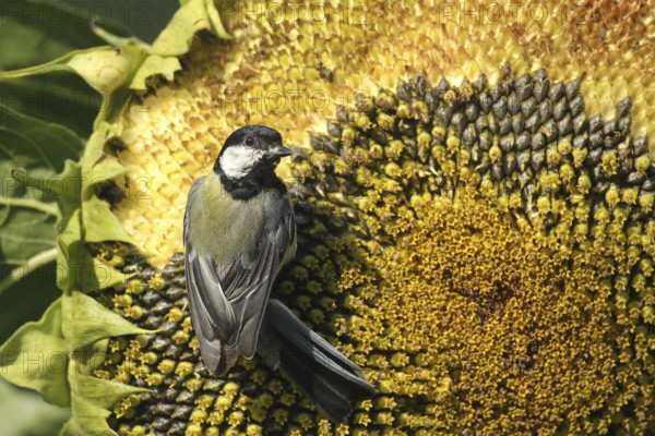 Coal tit (Parus major) pecks the ripe grains of a sunflower (Helianthus annuus) Allgäu, Bavaria, Germany, Allgäu, Bavaria, Germany