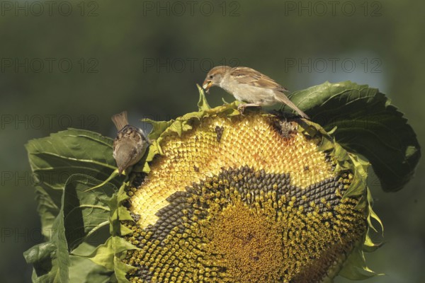 House sparrow (Passer domesticus) fledglings eating ripe seeds on a sunflower (Helianthus annuus) Allgäu, Bavaria, Germany, Allgäu, Bavaria, Germany