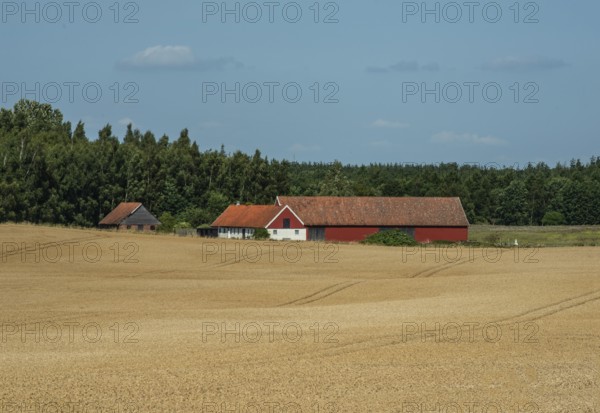 Older farmhouse behind wheat fields at Ystad, Skåne County, Sweden, Scandinavia