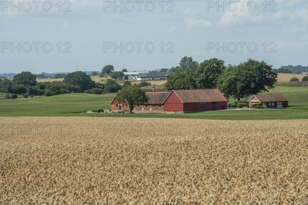 Older farmhouse in landscape behind fields of wheat at Ystad, Skåne County, Sweden, Scandinavia