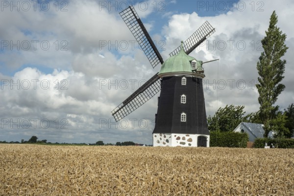 Windmill type Dutchman that was in use 1825, 1958, surrounded by wheat fields and against blue sky with cloud in Hagestadborg, Ystad municipality, Skåne county, Sweden, Scandinavia
