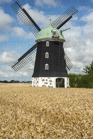 Windmill type Dutchman that was in use 1825, 1958, surrounded by wheat fields and against blue sky with cloud in Hagestadborg, Ystad municipality, Skåne county, Sweden, Scandinavia