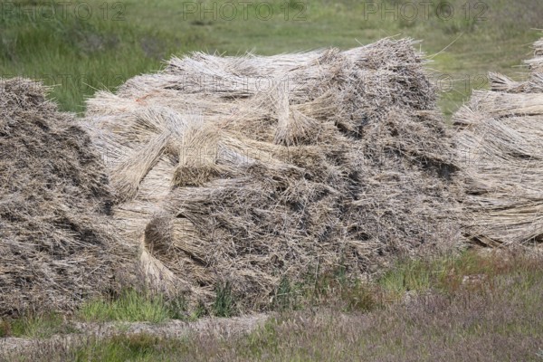 Heaped bundles of thatch, used to cover roofs, Nørre fog, Denmark