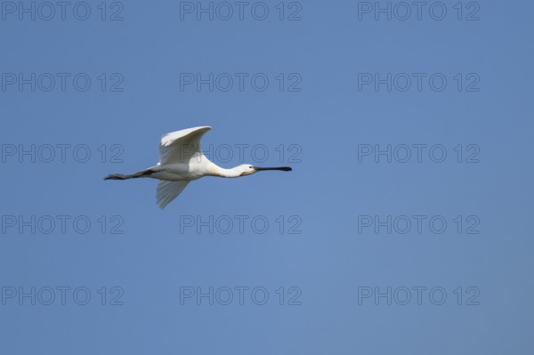 Spoonbill (Platalea leucorodia), in flight, Tipperne, Denmark