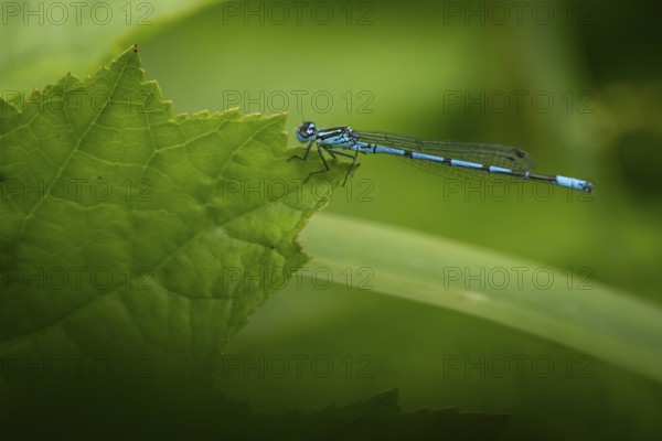 Blue shining dragonfly sitting on a green leaf, Tambours Have or Tambours Garden, near Varde, Denmark