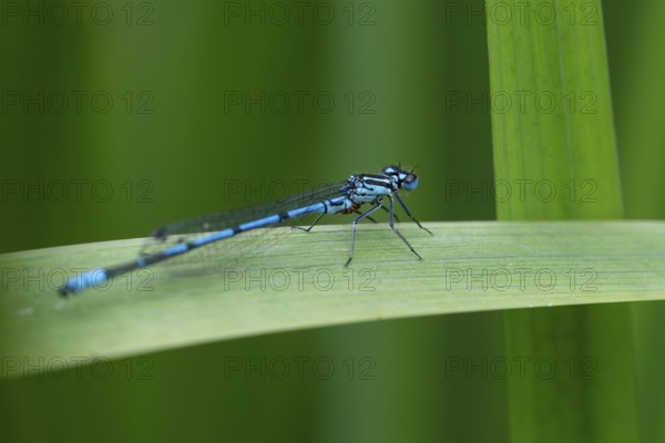 Blue shining dragonfly sitting on a blade of grass, Tambours Have or Tambours Garden, near Varde, Denmark