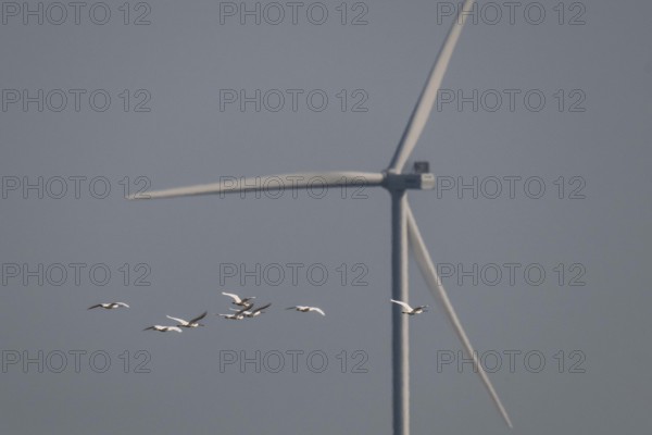 Spoonbill (Platalea leucorodia), in flight, in front of a wind turbine, Ringkøbing Fjord, Denmark