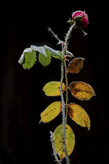 Rose in winter against a dark background, Hohenlohe, Baden-Württemberg, Germany
