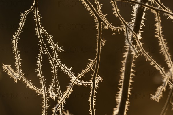 Thorny branches with hoarfrost in the evening light, Hohenlohe, Baden-Württemberg, Germany