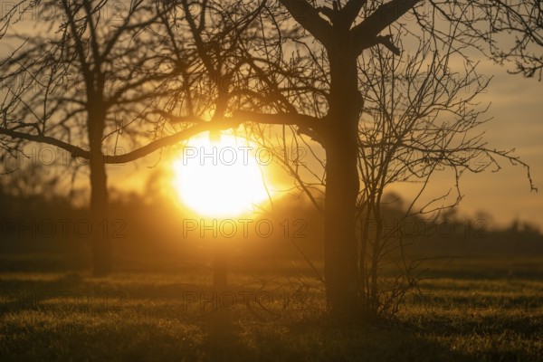 Sunset behind trees, Hohenlohe, Baden-Württemberg, Germany