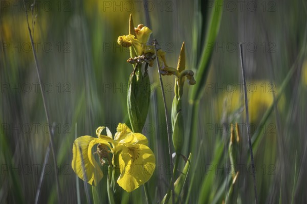 Close-up of a yellow iris in the reeds in sunny weather, Copenhagen, Denmark