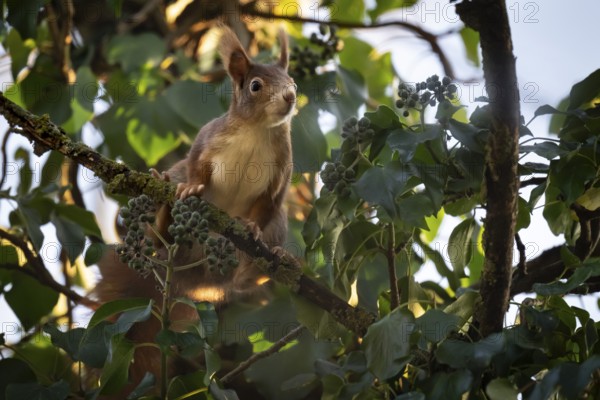 Squirrel sitting in a tree, Hohenlohe, Baden-Württemberg, Germany
