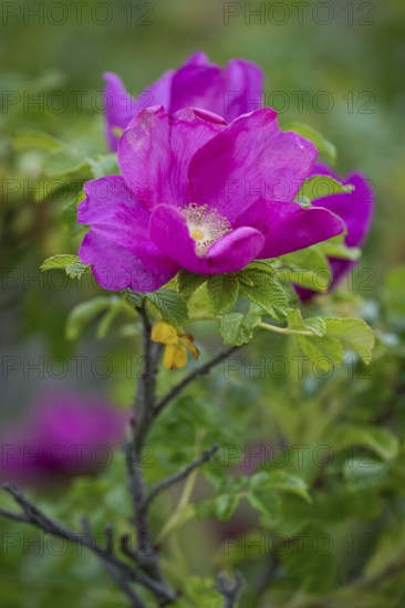 Dog rose (Rosa canina), Ringkøbing Fjord, Denmark