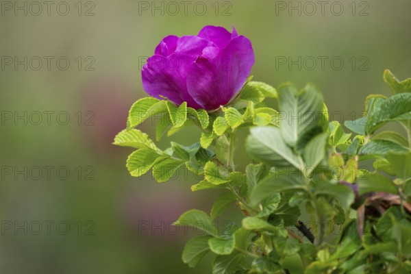 Dog rose (Rosa canina), Ringkøbing Fjord, Denmark