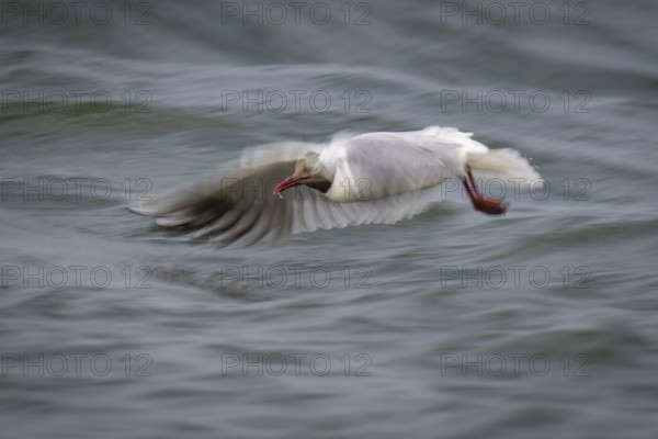 Black-headed gull (Chroicocephalus ridibundus) in summer dress, looking for small fish, long exposure, wipe effect, near Hvide Sande, Ringkøbing Fjord, North Sea, Denmark