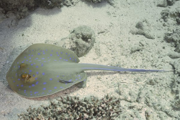 A stingray with blue spots, blue spotted stingray (Taeniura lymma), rests on the seabed and is being groomed by a cleaner fish. Dive site Marsa Shona Reef, Egypt, Red Sea, AI generated