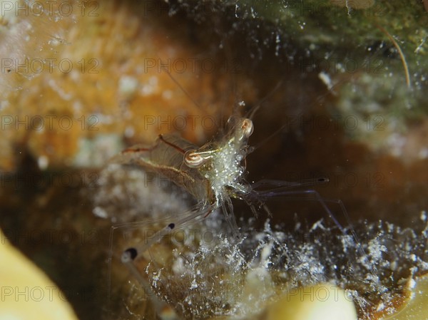 A transparent shrimp, red scissor shrimp (Cuapetes tenuipes) hiding on the seabed. Dive site Mangrove Bay, El Quesir, Egypt, Red Sea, AI generated