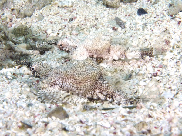 Two camouflaged dwarf winged horsefish (Eurypegasus draconis), winged horsefish, resting on a sandy, rocky sea surface. Dive site House Reef, Mangrove Bay, El Quesir, Red Sea, Egypt, AI generated