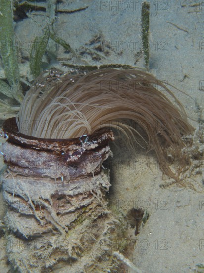 Cylinder rose (Cerianthus) with hanging tentacles, dive site House Reef, Mangrove Bay, El Quesir, Red Sea, Egypt, AI generated