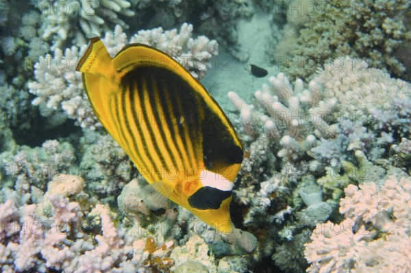 A striped, yellow fish, tobacco butterflyfish (Chaetodon fasciatus), swims above a coral reef. Dive site Mangrove Bay, El Quesir, Egypt, Red Sea, AI generated