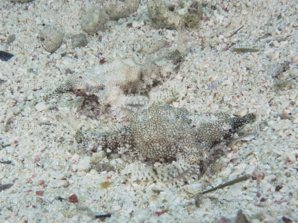 Two well-camouflaged dwarf winged horsefish (Eurypegasus draconis), winged horsefish, hiding on a rocky, sandy seabed. Dive site House Reef, Mangrove Bay, El Quesir, Red Sea, Egypt, AI generated