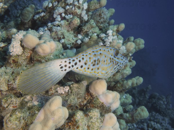A spotted fish, script filefish (Aluterus scriptus), swims close to corals in clear water. Dive site House Reef, Mangrove Bay, El Quesir, Red Sea, Egypt, AI generated