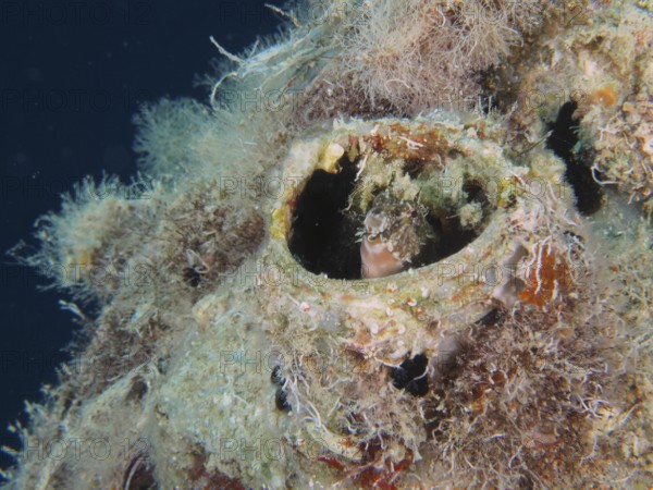 A sabre-toothed blenny (Petroscirtes mitratus) inhabits a plastic canister, marine pollution, dive site House Reef, Mangrove Bay, El Quesir, Red Sea, Egypt, AI generated