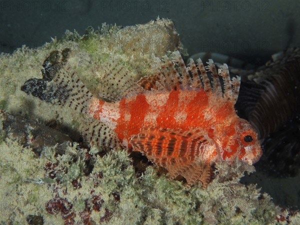 A Red Sea dwarf lionfish (Dendrochirus hemprichi) lies in a reef. Dive site Mangrove Bay, El Quesir, Egypt, Red Sea, AI generated
