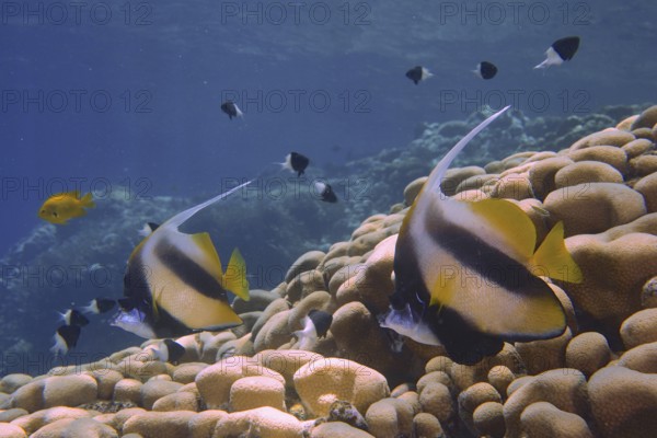 Colourful fish, Red Sea bannerfish (Heniochus intermedius), swim over corals in a blue ocean. Dive site House Reef, Mangrove Bay, El Quesir, Red Sea, Egypt, AI generated