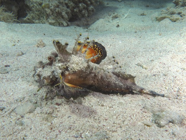 Red Sea Walkman (Inimicus filamentosus) camouflaged in the sand of the seabed. Dive site House Reef, Mangrove Bay, El Quesir, Red Sea, Egypt, AI generated