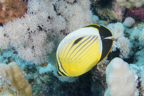 A yellow and black striped fish, red sea butterflyfish (Chaetodon austriacus), swims between white corals. Dive site Marsa Shona Reef, Egypt, Red Sea, AI generated