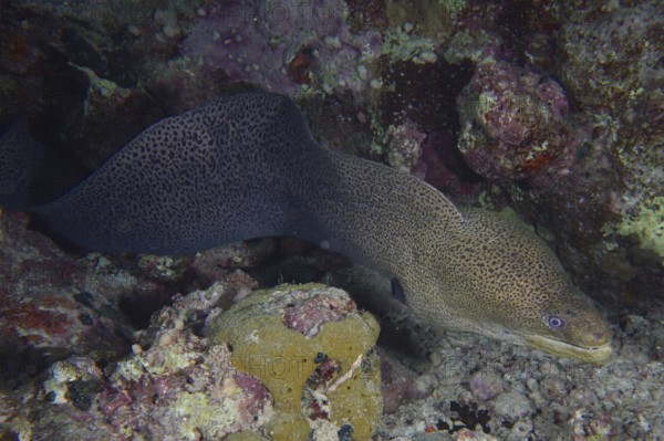 A giant moray eel (Gymnothorax javanicus) meanders through rocks in the coral reef at night while hunting.dive site Dangerous Reef, St Johns Reef, Saint Johns, Red Sea, Egypt, AI generated