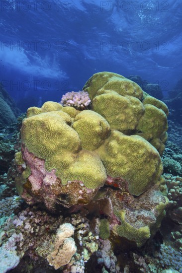 Green-yellow rough brain coral (Platygyra daedalea) in the clear blue sea. Dive site Sataya Reef, Red Sea, Egypt, AI generated