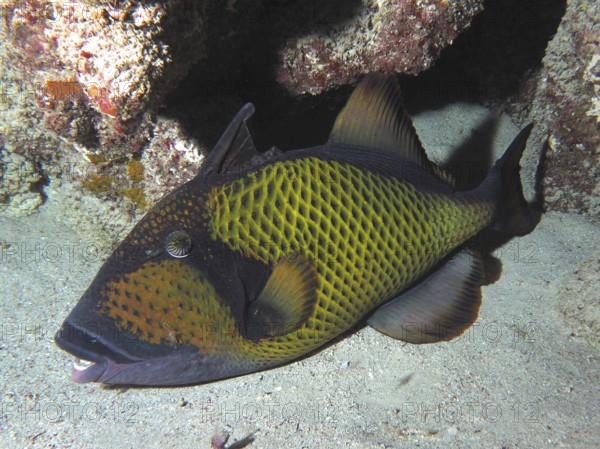 Dark fish with a yellow pattern, giant triggerfish (Balistoides viridescens), in a coral reef on a sandy bottom. Dive site Abu Dabab, Red Sea, Egypt, AI generated