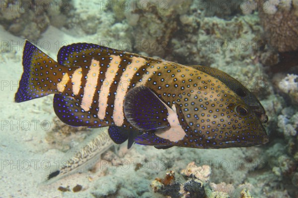 Spotted fish with blue and yellow patterns, peacock grouper (Cephalopholis argus), in a coral reef. Dive site House Reef, Mangrove Bay, El Quesir, Red Sea, Egypt, AI generated