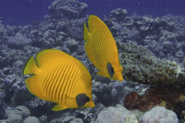 Two yellow masked butterflyfish (Chaetodon semilarvatus) swim synchronised above a coral reef. Dive site Mangrove Bay, El Quesir, Egypt, Red Sea, AI generated