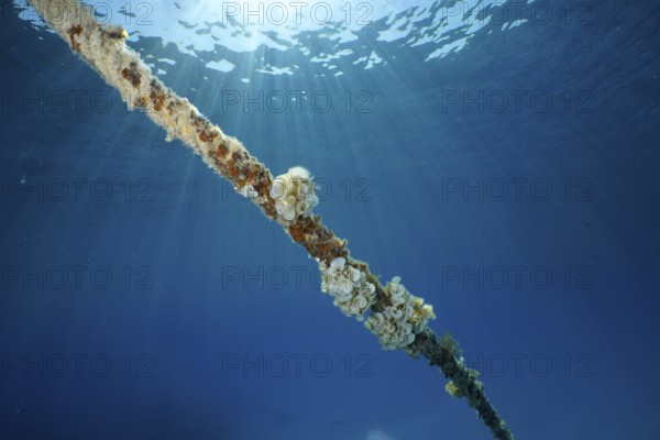 A rope under water covered with ear funnel algae (Padina Gymnospora), funnel algae, illuminated by the sun's rays. Dive site House Reef, Mangrove Bay, El Quesir, Red Sea, Egypt, AI generated