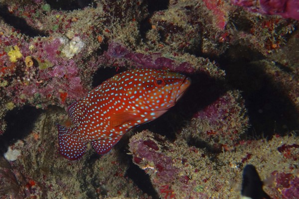 Detailed spotted fish, jewel grouper (Cephalopholis oligosticta), hides between colourful reef structures. Dive site Mangrove Bay, El Quesir, Egypt, Red Sea, AI generated
