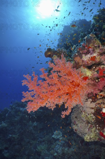 Living red coral, Hemprich's Tree Coral (Dendronephthya hemprichi), in the blue ocean under sunlight. Dive site St. Johns Reef, Red Sea, Egypt, AI generated