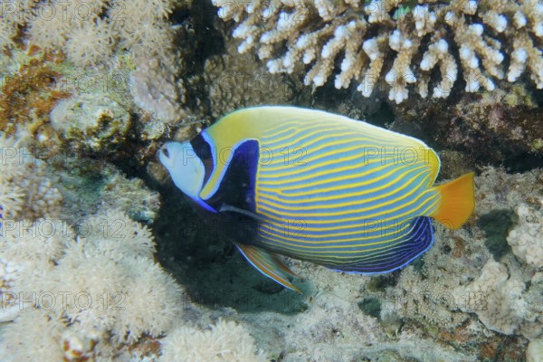 Colourful emperor angelfish (Pomacanthus imperator) swimming around corals in the living ocean. Dive site Mangrove Bay, El Quesir, Egypt, Red Sea, AI generated