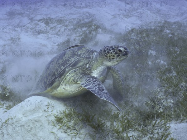 Underwater shot of a Green turtle (Chelonia mydas) swimming through grass and kicking up sand. Dive site House Reef, Mangrove Bay, El Quesir, Red Sea, Egypt, AI generated