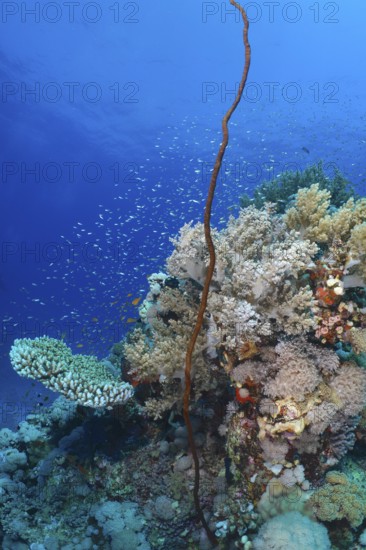 Twisted Wire Coral (Cirrhipathes anguina) and other corals and schools of fish in the sea. Dive site Erg Monica, El Quesir, Red Sea, Egypt, AI generated