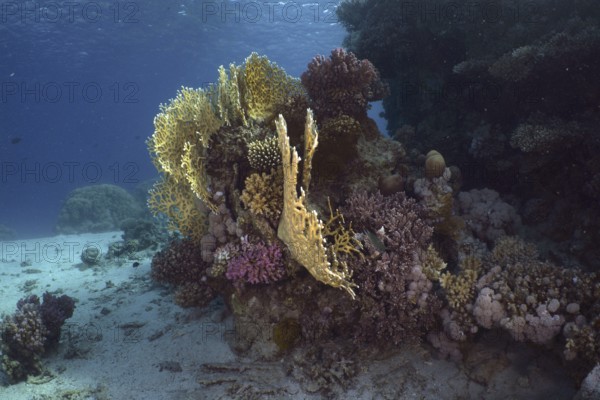 Colourful coral formations with lattice fire coral (Millepora dichotoma) in the sea under clear blue water. Dive site House Reef, Mangrove Bay, El Quesir, Red Sea, Egypt, AI generated