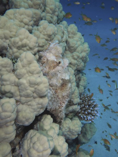A fringed scorpionfish (Scorpaenopsis oxycephala) camouflaged in coral, surrounded by a school of fish. Dive site House Reef, Mangrove Bay, El Quesir, Red Sea, Egypt, AI generated