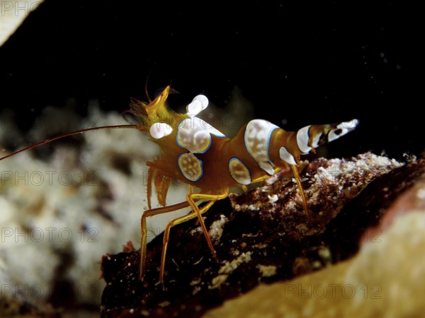 Close-up of an exotic crab with distinctive patterns on its body, hollow back shrimp (Thor amboinensis. Dive site House Reef, Mangrove Bay, El Quesir, Red Sea, Egypt, AI generated
