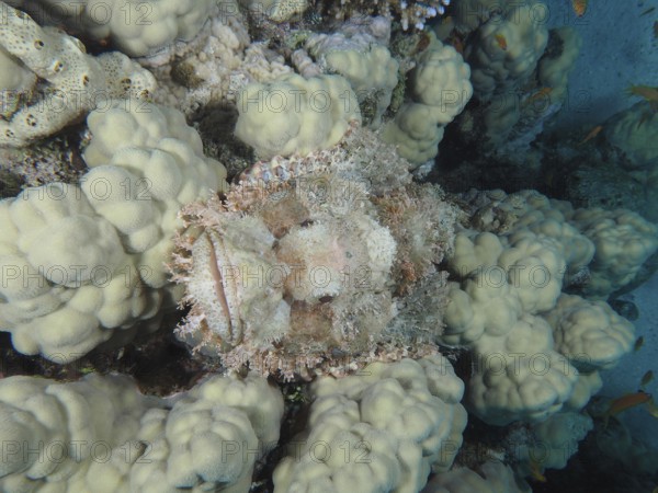 A fringed scorpionfish (Scorpaenopsis oxycephala) camouflaged in pale white coral formations. Dive site House Reef, Mangrove Bay, El Quesir, Red Sea, Egypt, AI generated
