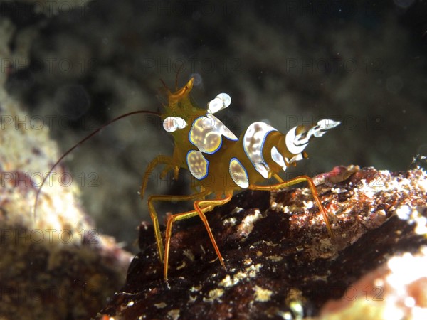 Macro shot of a colourful crab, hollowback shrimp (Thor amboinensis), in its natural habitat. Dive site House Reef, Mangrove Bay, El Quesir, Red Sea, Egypt, AI generated