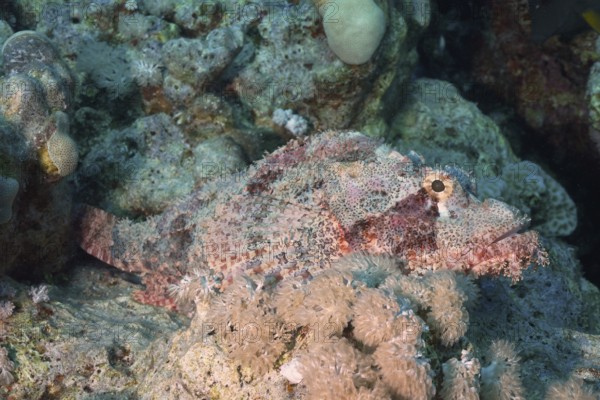 A camouflaged fish, fringed scorpionfish (Scorpaenopsis oxycephala), lies hidden among corals. Dive site Sataya Reef, Red Sea, Egypt, AI generated